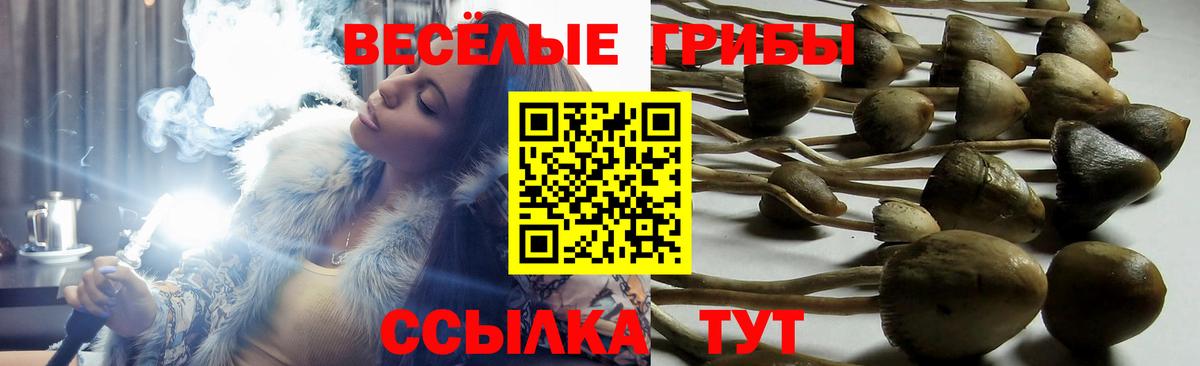 Зеленогорск  Псилоцибиновые грибы GOLDEN TEACHER  Вход с VPN 